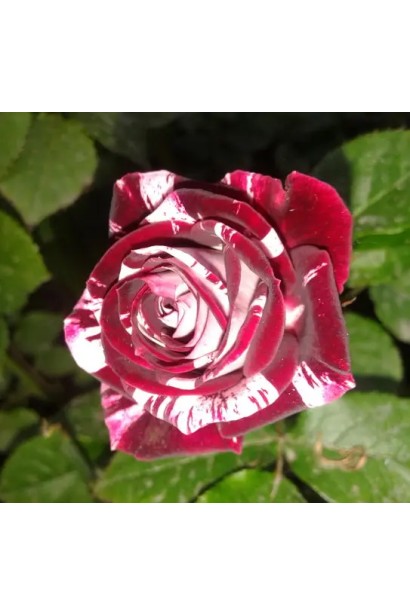 Квітка троянди Flash Night біколор